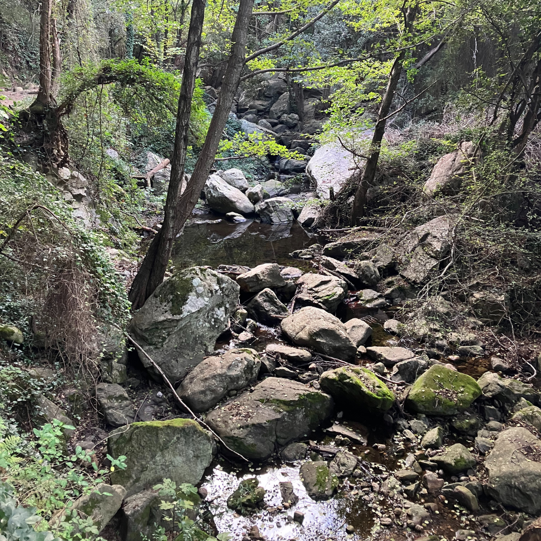 Local forest and waterfall walks